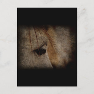 Carte Postale Gris Cheval Face Grunge