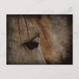 Carte Postale Gris Cheval Face Grunge