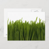 Carte postale Gris de blé (Devant / Derrière)