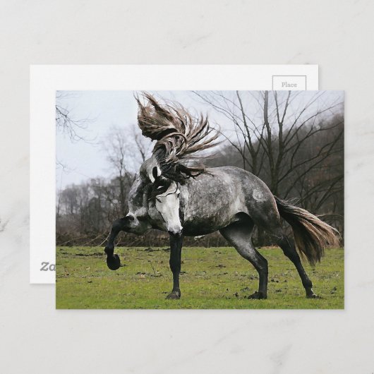 Carte Postale Gris de pomme (Devant / Derrière)