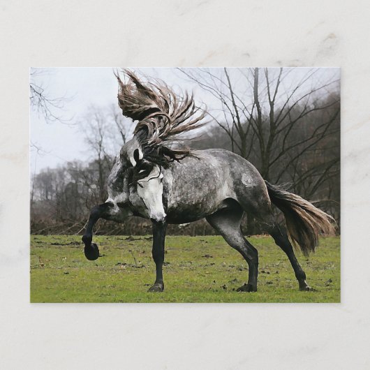 Carte Postale Gris de pomme (Devant)