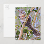 Carte Postale Gris d'écureuil (Kentucky et Caroline du Nord) (Devant / Derrière)