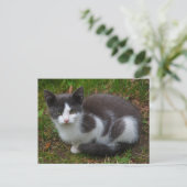 Carte Postale Gris Et Blanc Kitten (Debout devant)