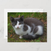 Carte Postale Gris Et Blanc Kitten (Devant / Derrière)