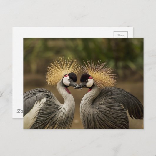 Carte Postale Gris Gris Crowne (Devant / Derrière)