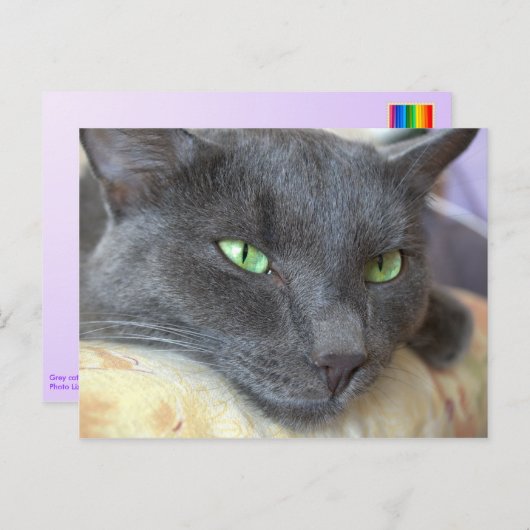 Carte postale grise de chat (Devant / Derrière)