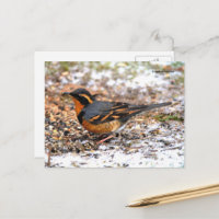 Grive à gorge grise oiseau chanteur époustouflant