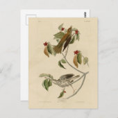 Carte Postale Grive de bois des oiseaux d'Amérique d'Audubon (Devant / Derrière)