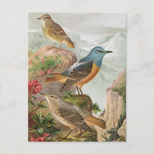 Carte Postale Grive de roche commune (Devant)