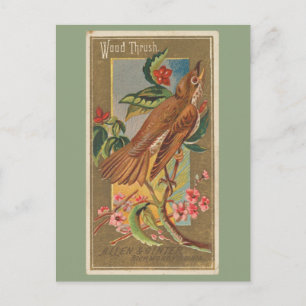 Carte Postale Grive des bois
