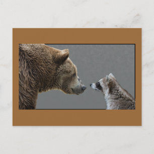 Carte Postale Grizzle Bear rencontre Raccoon