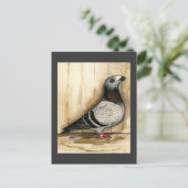 Carte Postale Grizzle bleu Pigeon Dragoon (Debout devant)