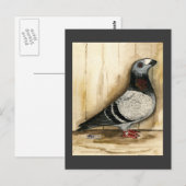 Carte Postale Grizzle bleu Pigeon Dragoon (Devant / Derrière)
