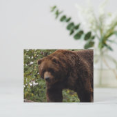 Carte Postale grizzli-ours-005 (Debout devant)