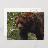 Carte Postale grizzli-ours-005 (Devant / Derrière)
