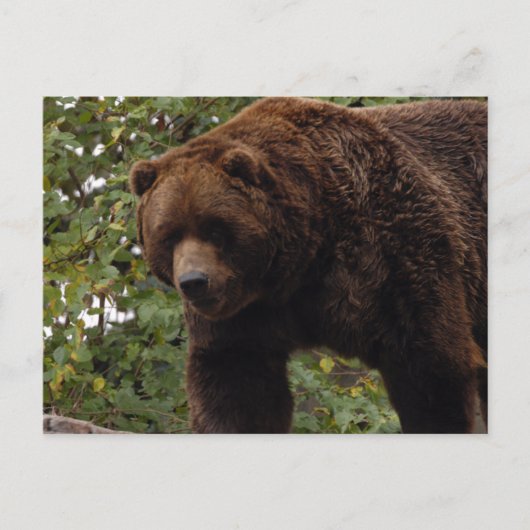 Carte Postale grizzli-ours-005 (Devant)