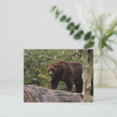 Carte Postale grizzli-ours-013 (Debout devant)