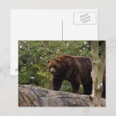 Carte Postale grizzli-ours-013 (Devant / Derrière)