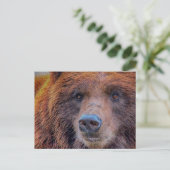 Carte Postale Grizzli Ours Brown Photo Faune (Debout devant)