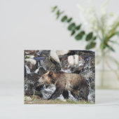 Carte Postale Grizzly (Debout devant)