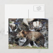 Carte Postale Grizzly (Devant / Derrière)
