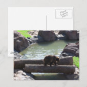 Carte Postale Grizzly Bear (Devant / Derrière)