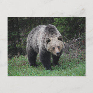 Carte Postale Grizzly Bear