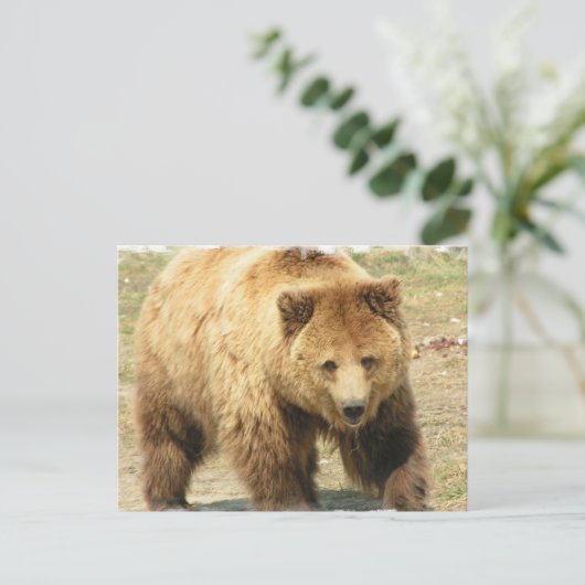 Carte postale Grizzly Bear (Debout devant)