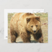 Carte postale Grizzly Bear (Devant / Derrière)