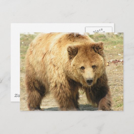 Carte postale Grizzly Bear (Devant / Derrière)