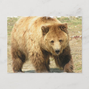 Carte postale Grizzly Bear