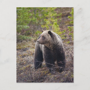 Carte Postale Grizzly Bear