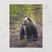 Carte Postale Grizzly Bear (Devant)