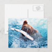 Carte postale Grizzly Bear (Devant / Derrière)