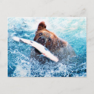 Carte postale Grizzly Bear