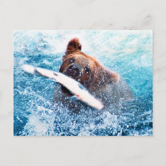 Carte postale Grizzly Bear (Devant)