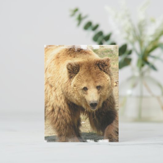 Carte postale Grizzly Bear (Debout devant)
