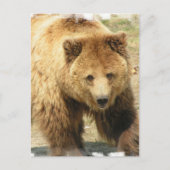 Carte postale Grizzly Bear (Devant)