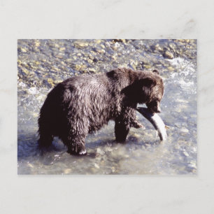 Carte Postale Grizzly bear catching a fish on Vancouver Island