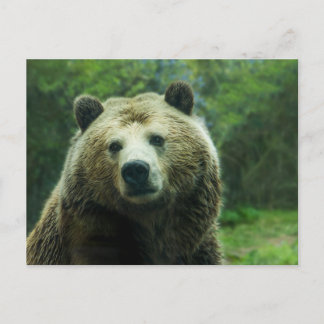 Carte Postale Grizzly Bear Close-Up