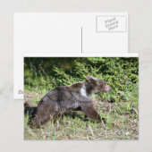 Carte Postale Grizzly Bear en course (Devant / Derrière)