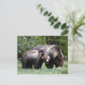 Carte postale Grizzly Bear et Cub (Debout devant)