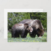 Carte postale Grizzly Bear et Cub (Devant / Derrière)