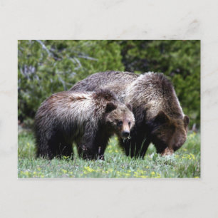 Carte postale Grizzly Bear et Cub