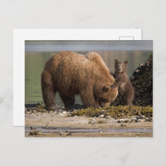 Carte Postale Grizzly Bear Mère avec un bébé sur une plage (Devant / Derrière)