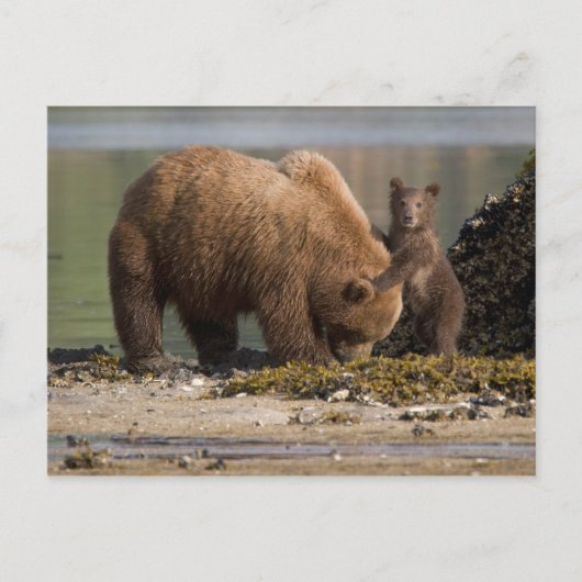 Carte Postale Grizzly Bear Mère avec un bébé sur une plage (Devant)