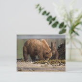 Carte Postale Grizzly Bear Mère avec un bébé sur une plage (Debout devant)