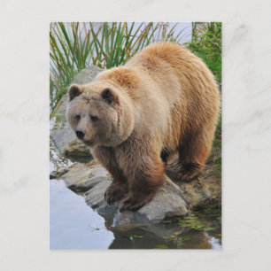 Carte Postale Grizzly Oear Wildlife Animal Photographie