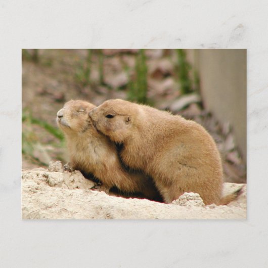 Carte Postale Gros baiser (Devant)