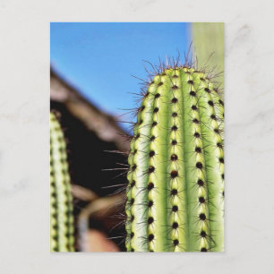 Carte Postale Gros cactus vert
